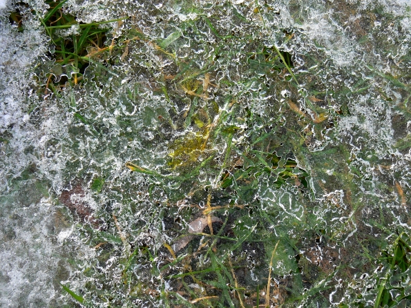Icy grass
